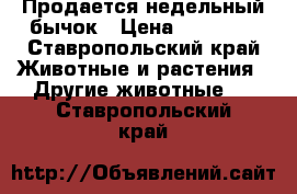 Продается недельный бычок › Цена ­ 12 000 - Ставропольский край Животные и растения » Другие животные   . Ставропольский край